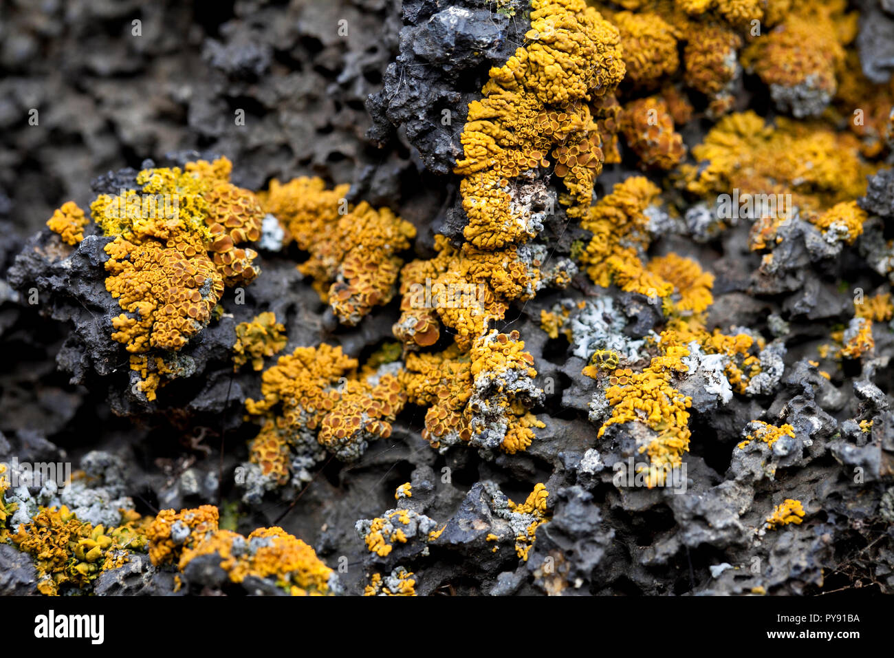 lichene Foto Stock
