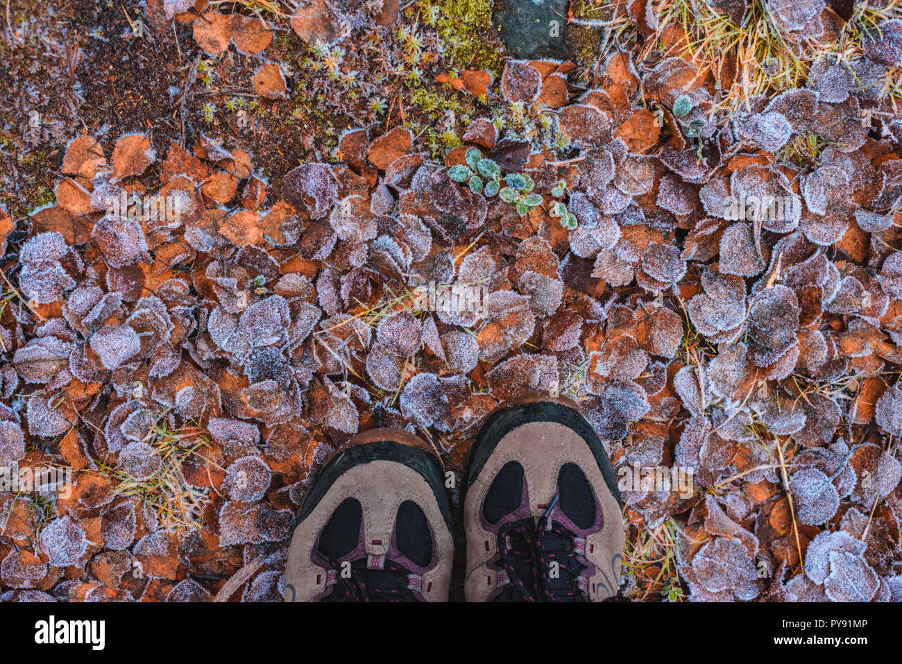 Disegno da caduta foglie in brina con scarpe turistiche tardo autunno Foto Stock