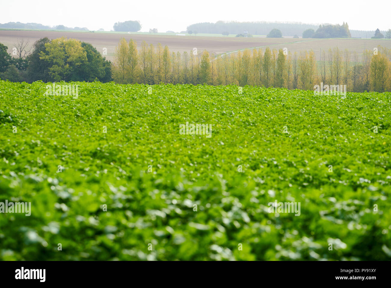 Vista su tutta la linea del fronte della somme battlefield dal salienti di Lipsia Foto Stock