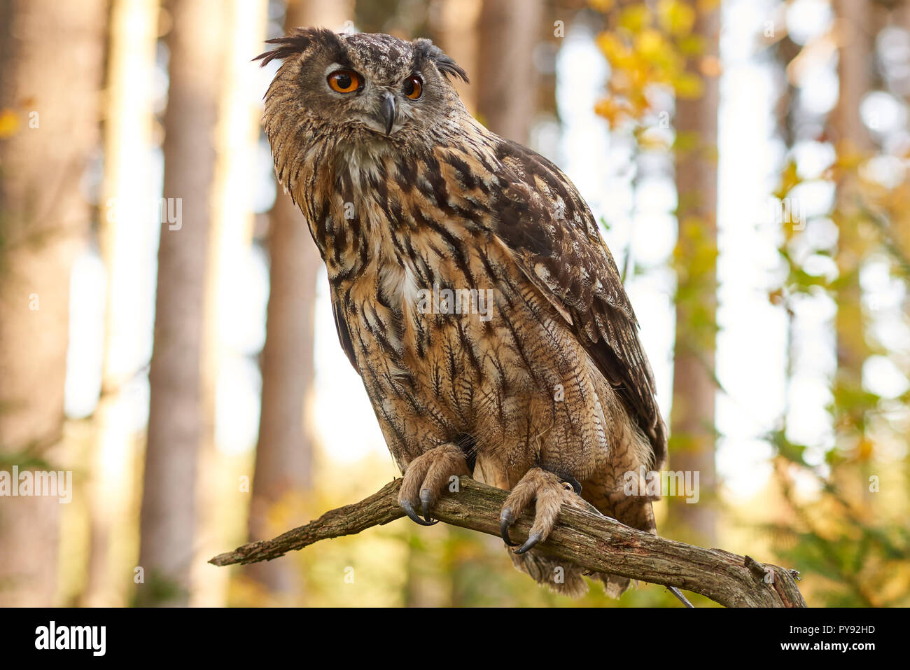 Bubo bubo, Eurasischer Uhu, Vogel, uccello, il gufo reale, EULE, Owl, Wald, legno, Foto Stock