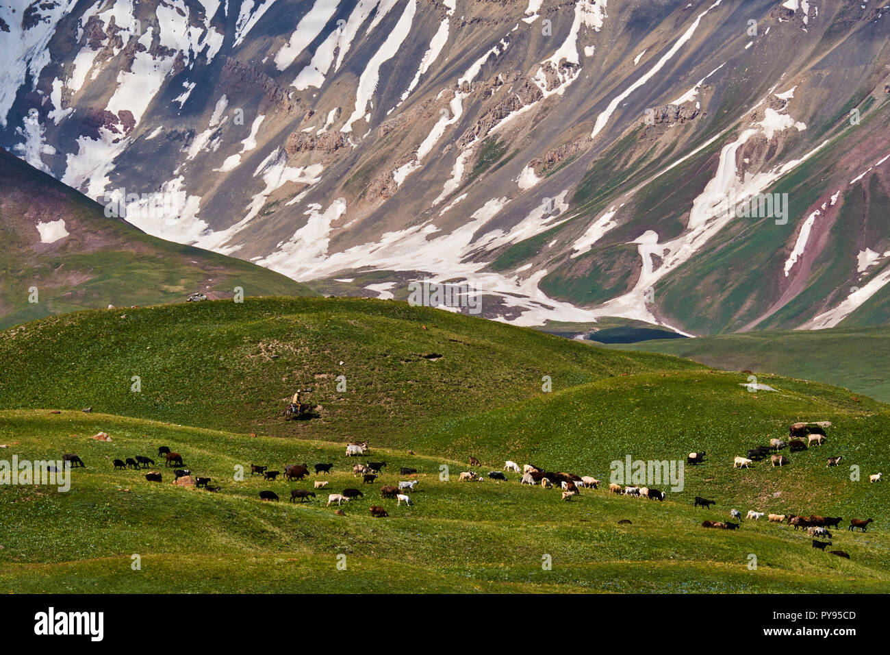 In Kirghizistan, provincia di SSL, Alaï valley, armento di capra Foto Stock