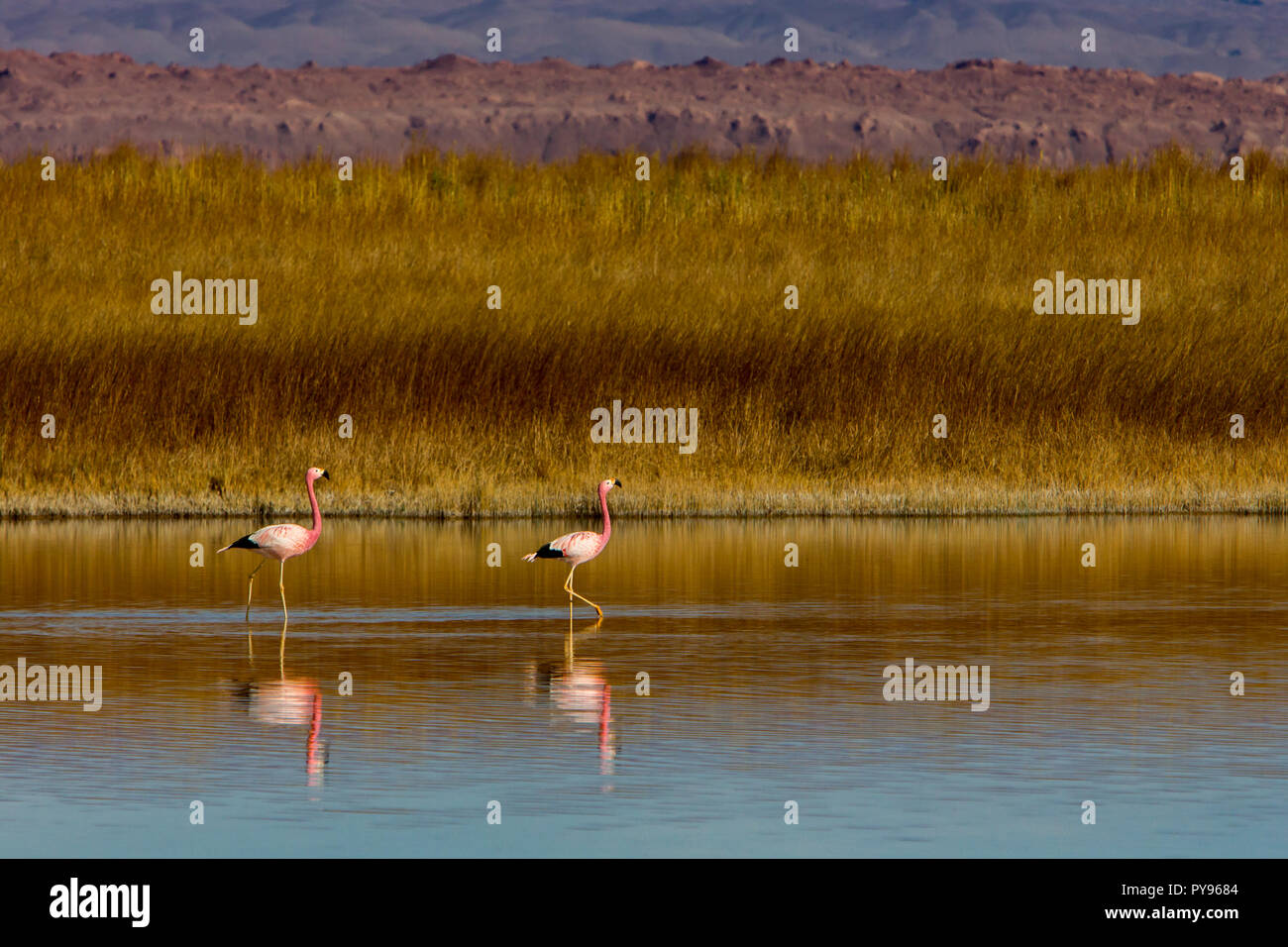 Fenicottero andino nei laghi poco profondi a Laguna Cejar vicino a San Pedro de Atacama, Cile Foto Stock