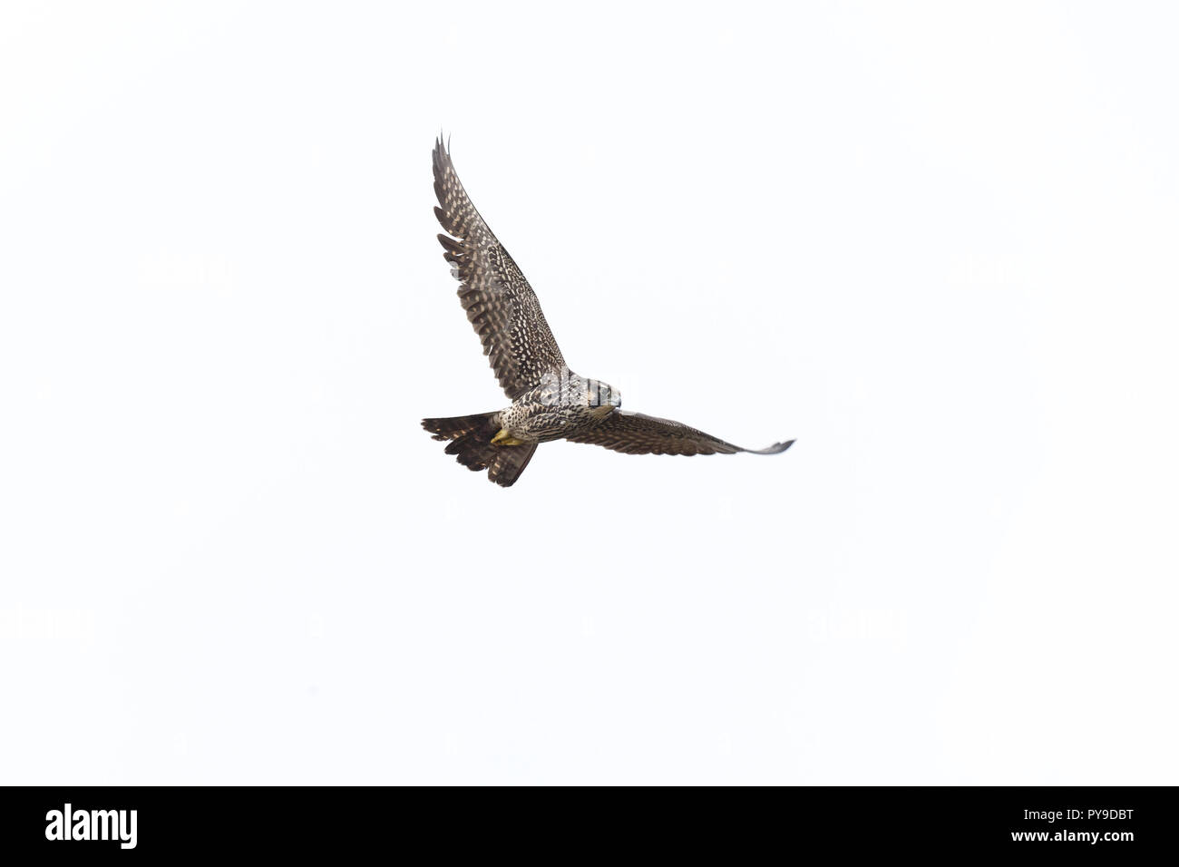 Volare il falco pellegrino a Vancouver BC Canada. Foto Stock