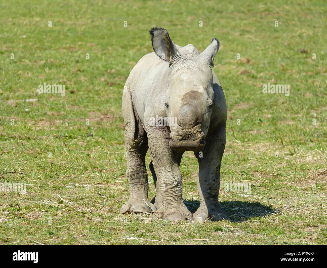 Baby rinoceronte bianco a Cotswold Wildlife Park, England, Regno Unito Foto Stock
