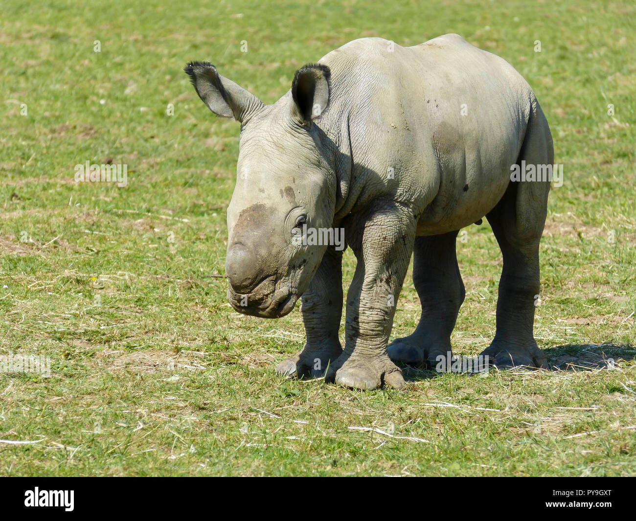 Baby rinoceronte bianco a Cotswold Wildlife Park, England, Regno Unito Foto Stock