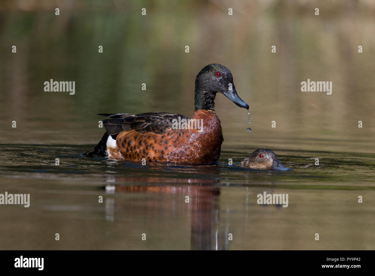 Chestnut teal maschio e femmina coppia coniugata in acqua a nord ovest della Tasmania australia Foto Stock