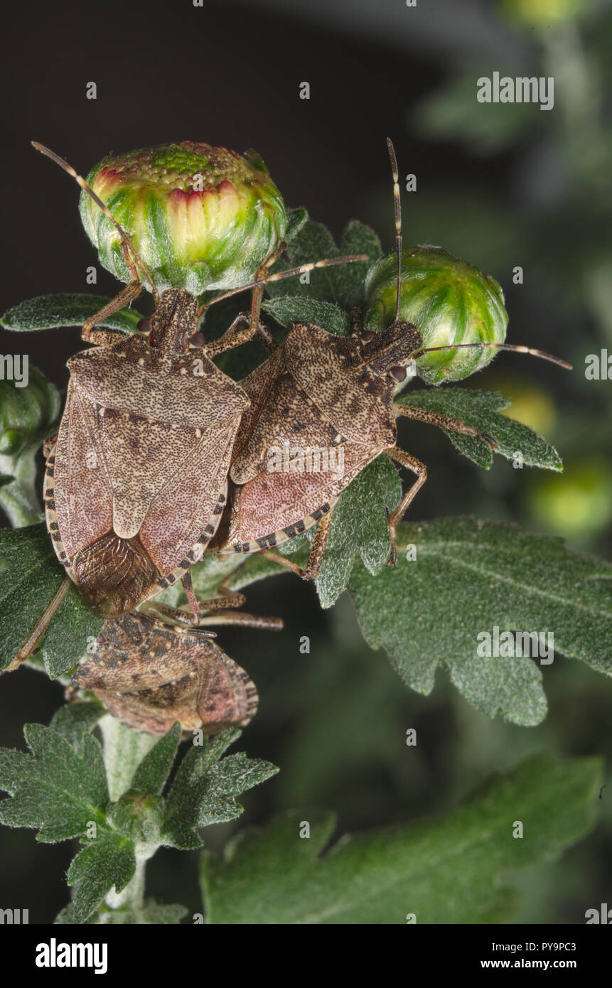 Brown marmorated stink bug (Halyomorpha halys) su foglie verdi (Ita: cimice asiatica; Deu: Marmorierte Baumwanze; Fra: Punaise diabolique: Spa: Bernat Foto Stock