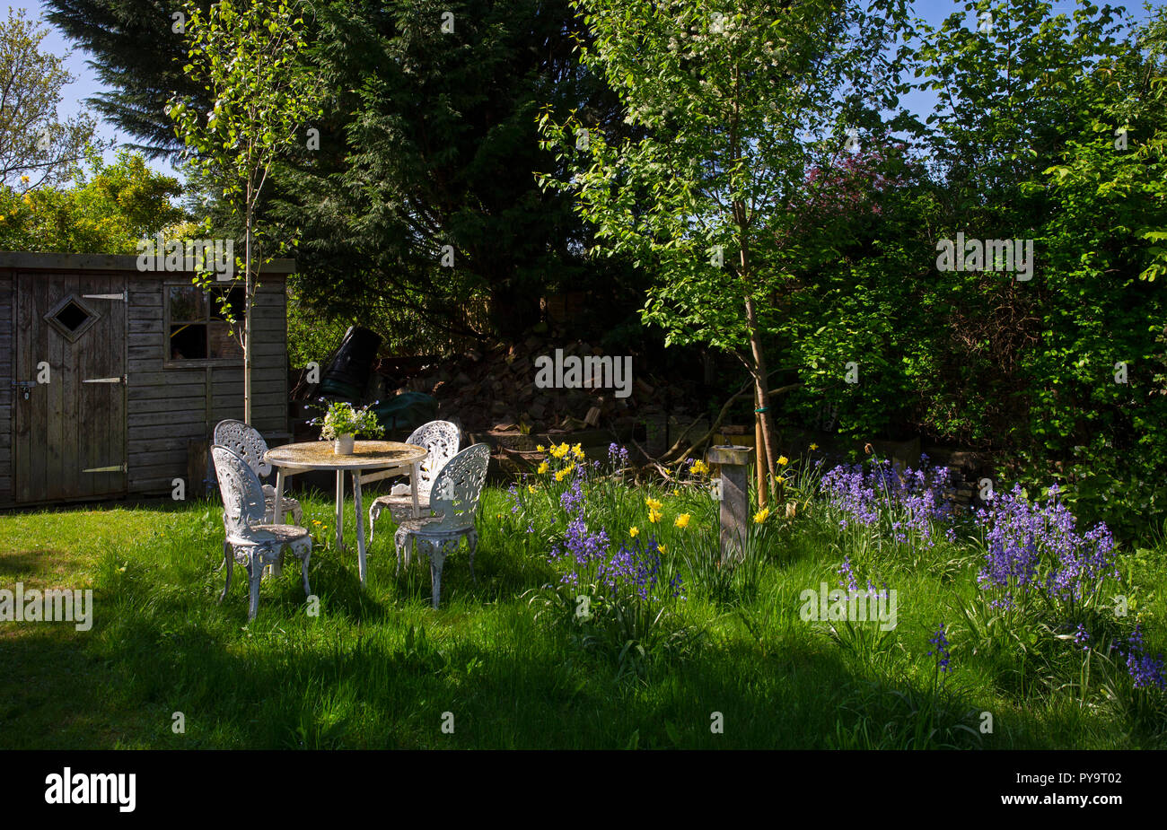Spring Garden compresi narcisi con posti a sedere esterni in area faunistica del Giardino Inglese,l'Inghilterra,l'Europa Foto Stock