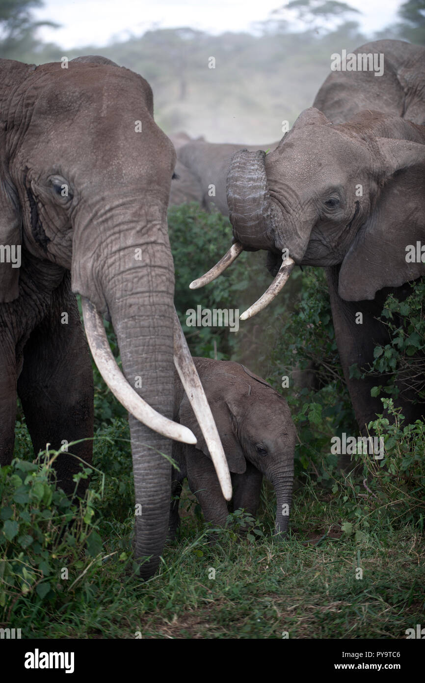 Gli elefanti presso il Parco Nazionale del Serengeti, Tanzania Africa Foto Stock