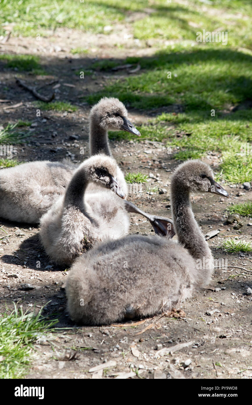 I tre cygnets sono in appoggio sull'erba Foto Stock