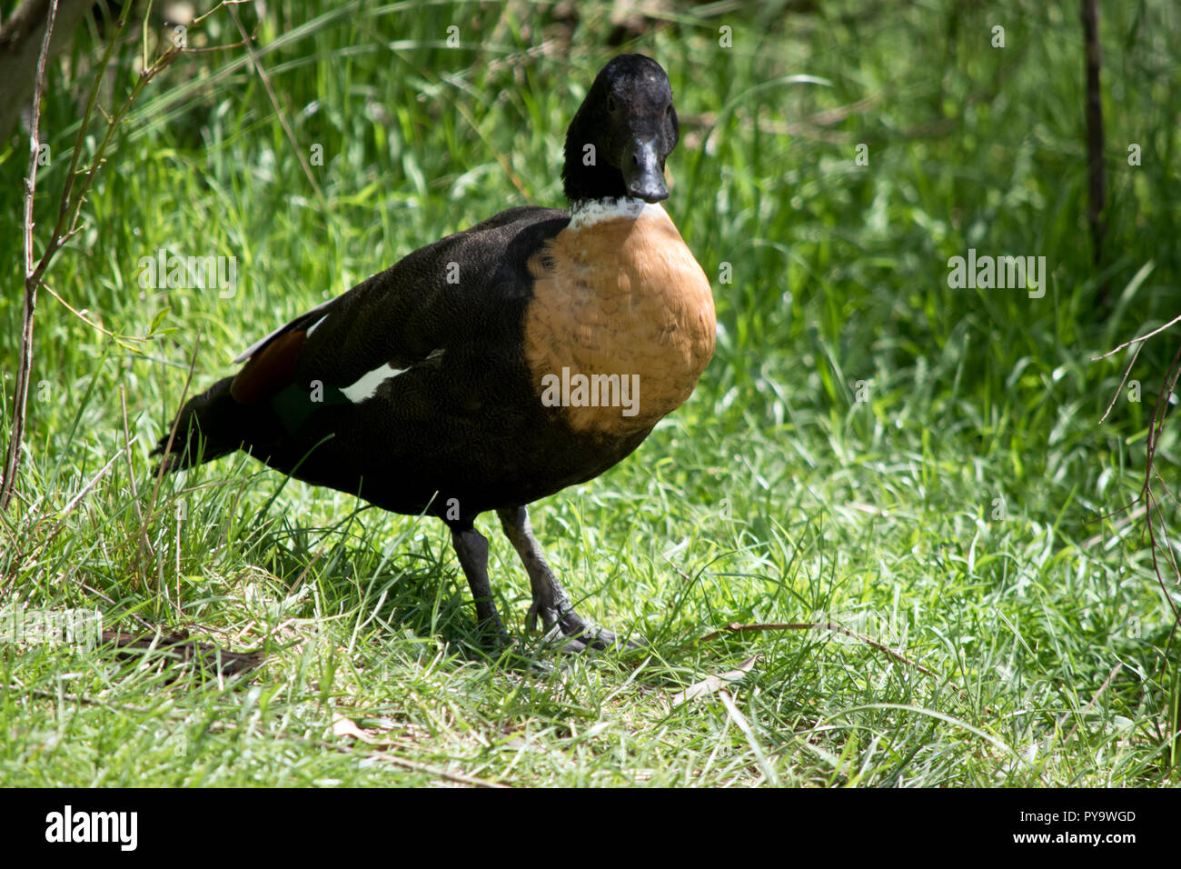 La Australian shelduck è percorribile a piedi in erba alta Foto Stock