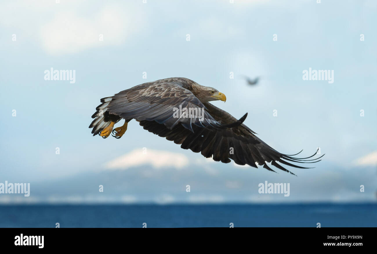 I capretti bianco-tailed eagle in volo. Cielo blu e Sfondo oceano. Nome scientifico: Haliaeetus albicilla, noto anche come il ern, erne, grigio, eagle Foto Stock