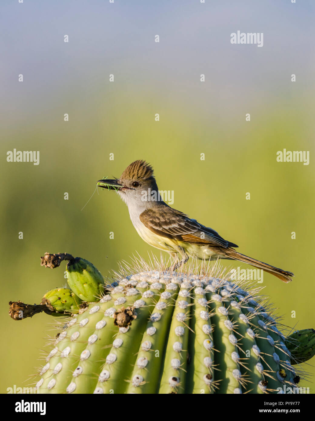 Un marrone-crested Flycatcher, (Myiarchus tyrannulus porta il cibo per un nido in un Saguaro (Carnegiea gigantea). Tucson Foto Stock