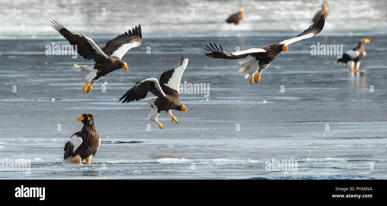 Adulto Steller di aquile di mare. Sfondo di ghiaccio. Nome scientifico: Haliaeetus pelagicus. Habitat naturale. Stagione invernale. Foto Stock