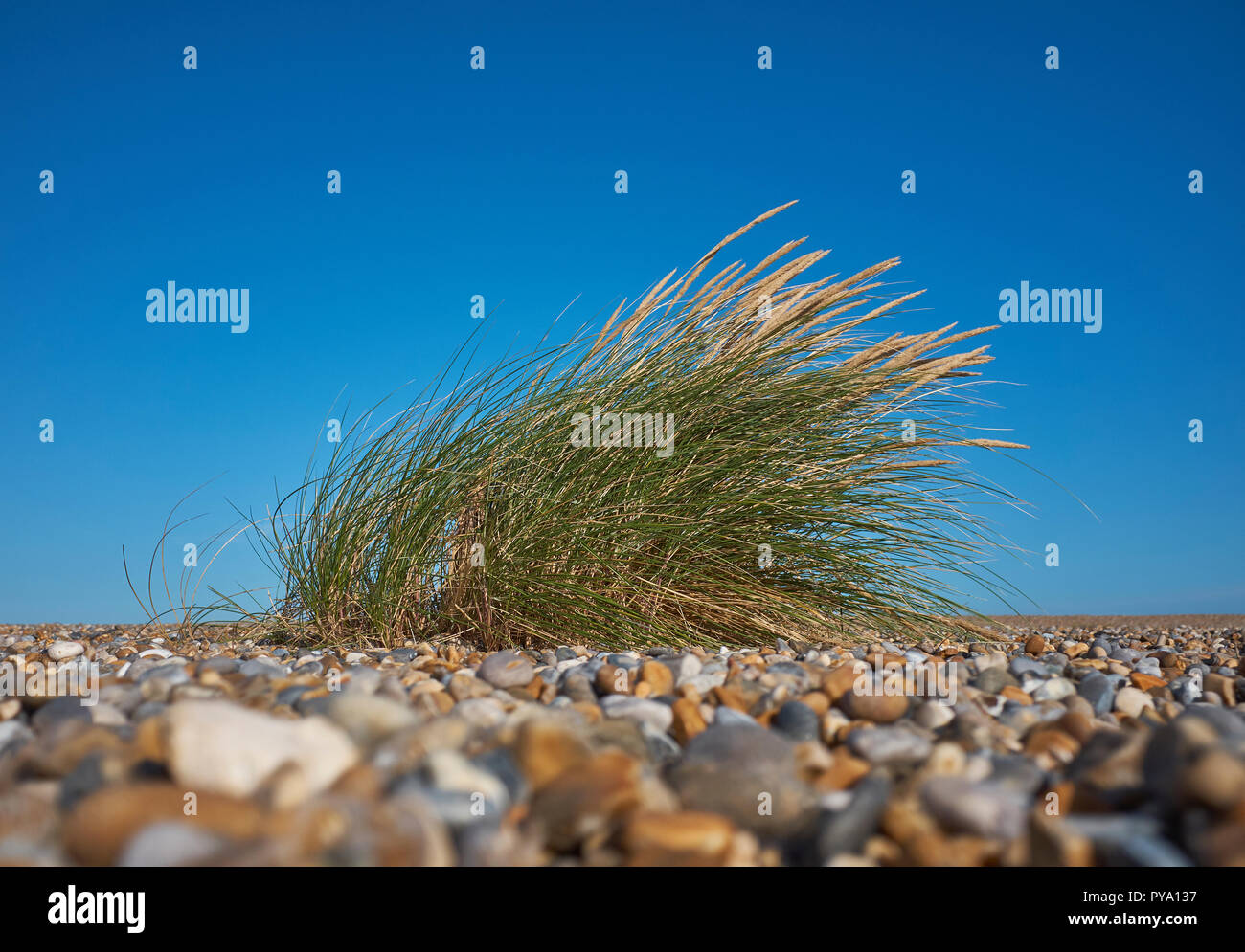 Close up di un unico pezzo di spiaggia erba (Ammophila) o erba Marram dal livello del suolo su una spiaggia di ciottoli con un chiaro sfondo blu Foto Stock