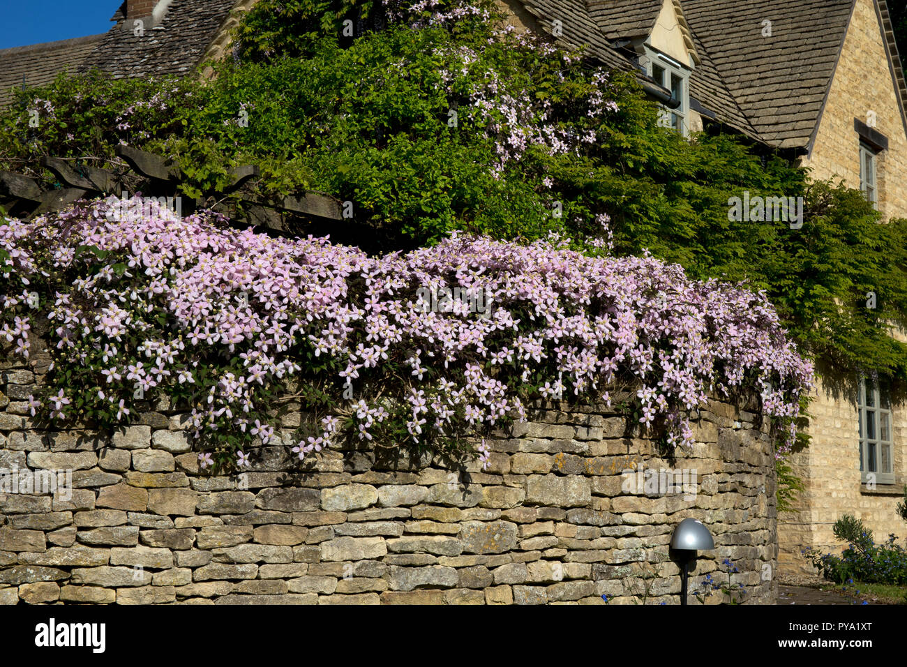 La clematide crescente a secco su muro di pietra nel Giardino Inglese,l'Inghilterra,l'Europa Foto Stock