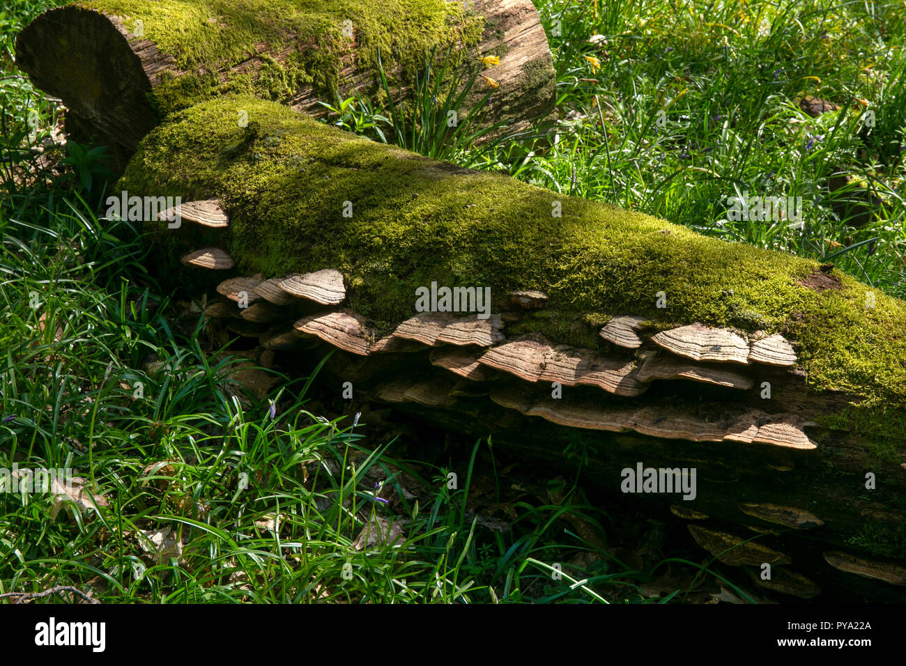Staffa funghi che crescono su caduto faggio nel bosco,l'Inghilterra,l'Europa Foto Stock