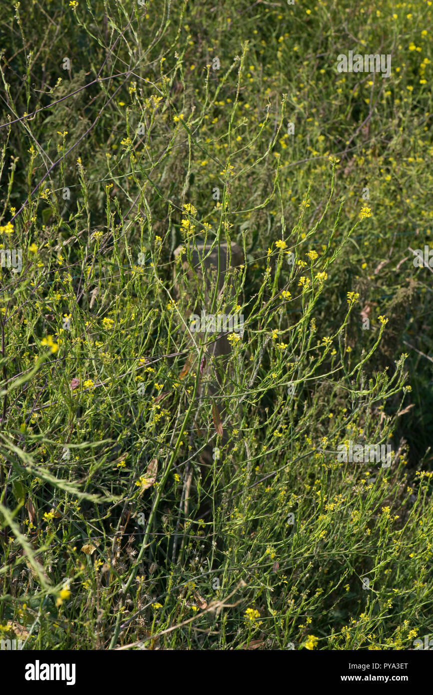 Senape nera, Brassica nigra, alto giallo fiore pianta semina su scogliere in South Devon, Luglio Foto Stock