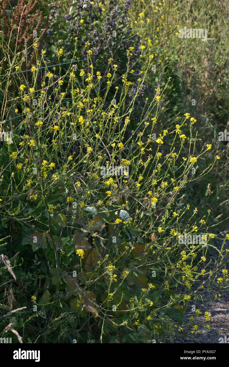 Senape nera, Brassica nigra, alto giallo fiore pianta semina su scogliere in South Devon, Luglio Foto Stock