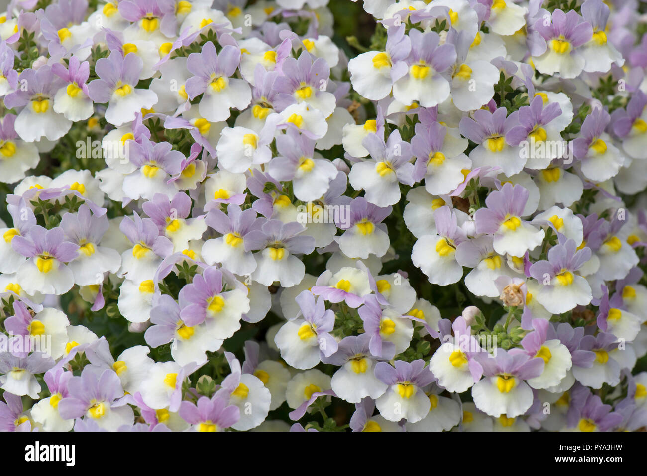 Nemesia 'Bonnet di Pasqua' lilla, fiori bianchi e gialli con un profumo molto forte di vaniglia, giugno Foto Stock