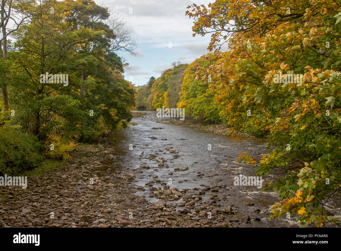 Usura del fiume a Stanhope, Weardale in autunno Foto Stock