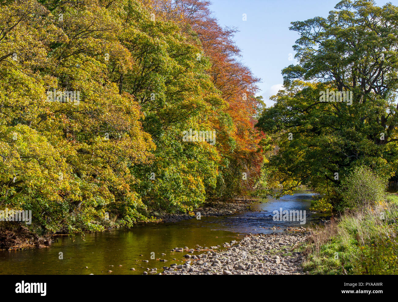 Usura del fiume a Stanhope in autunno Foto Stock