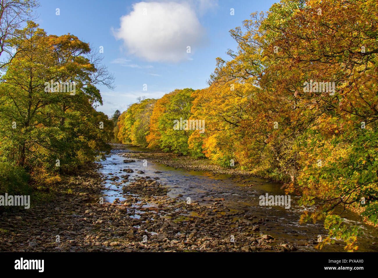Usura del fiume a Stanhope in autunno Foto Stock