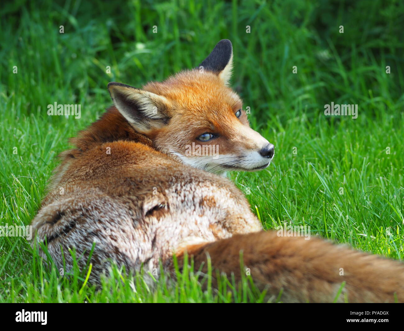 Cerca foxy! Una femmina di vixen con una coda folta guarda oltre la sua spalla al fotografo Foto Stock