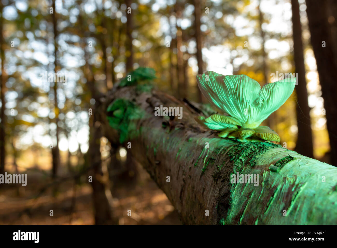 Fotografia a colori del bosco scena con lone Oyster funghicoltura in betulla caduti illuminato con luce verde. Foto Stock