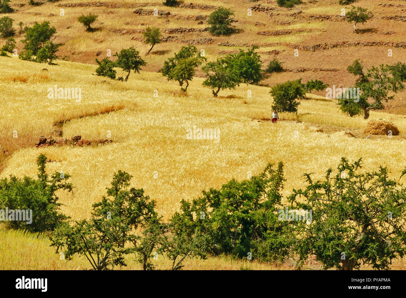 Il Marocco SOUS VALLEY contadino con campi di grano e alberi di argan Foto Stock