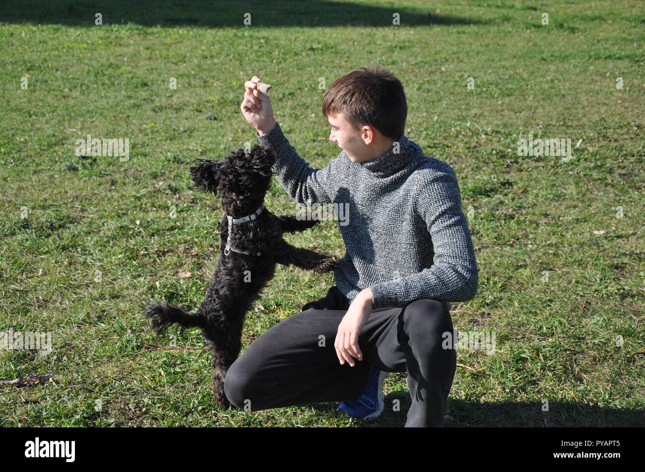 Cani giocando al di fuori di . Foto Stock