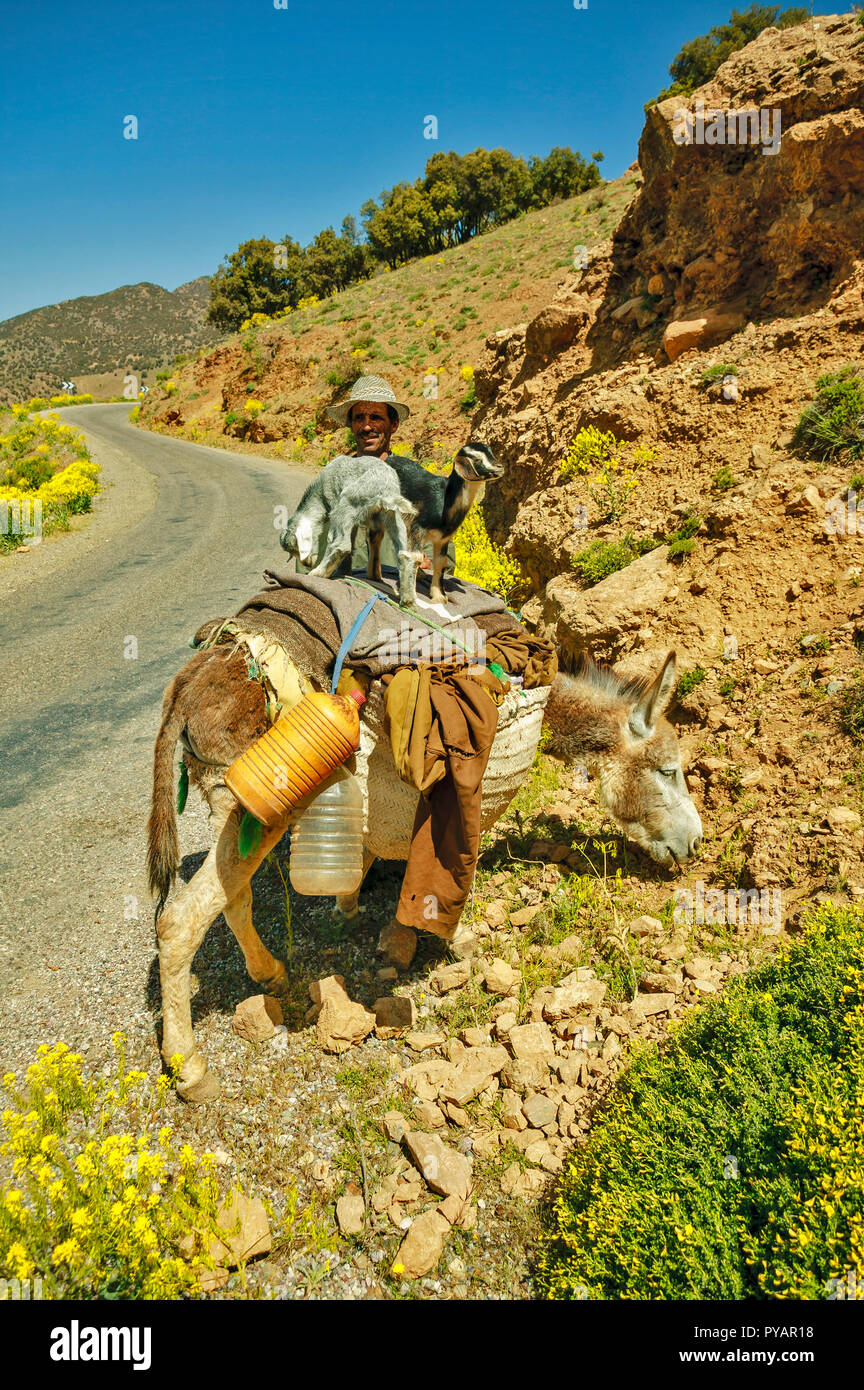 Il Marocco SOUS VALLEY strada rurale pastore con due agnelli sul dorso di un asino Foto Stock