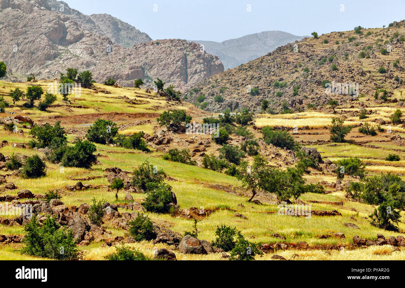 Il Marocco SOUS valle agricola terrazza campi di grano e le montagne con rocce Foto Stock