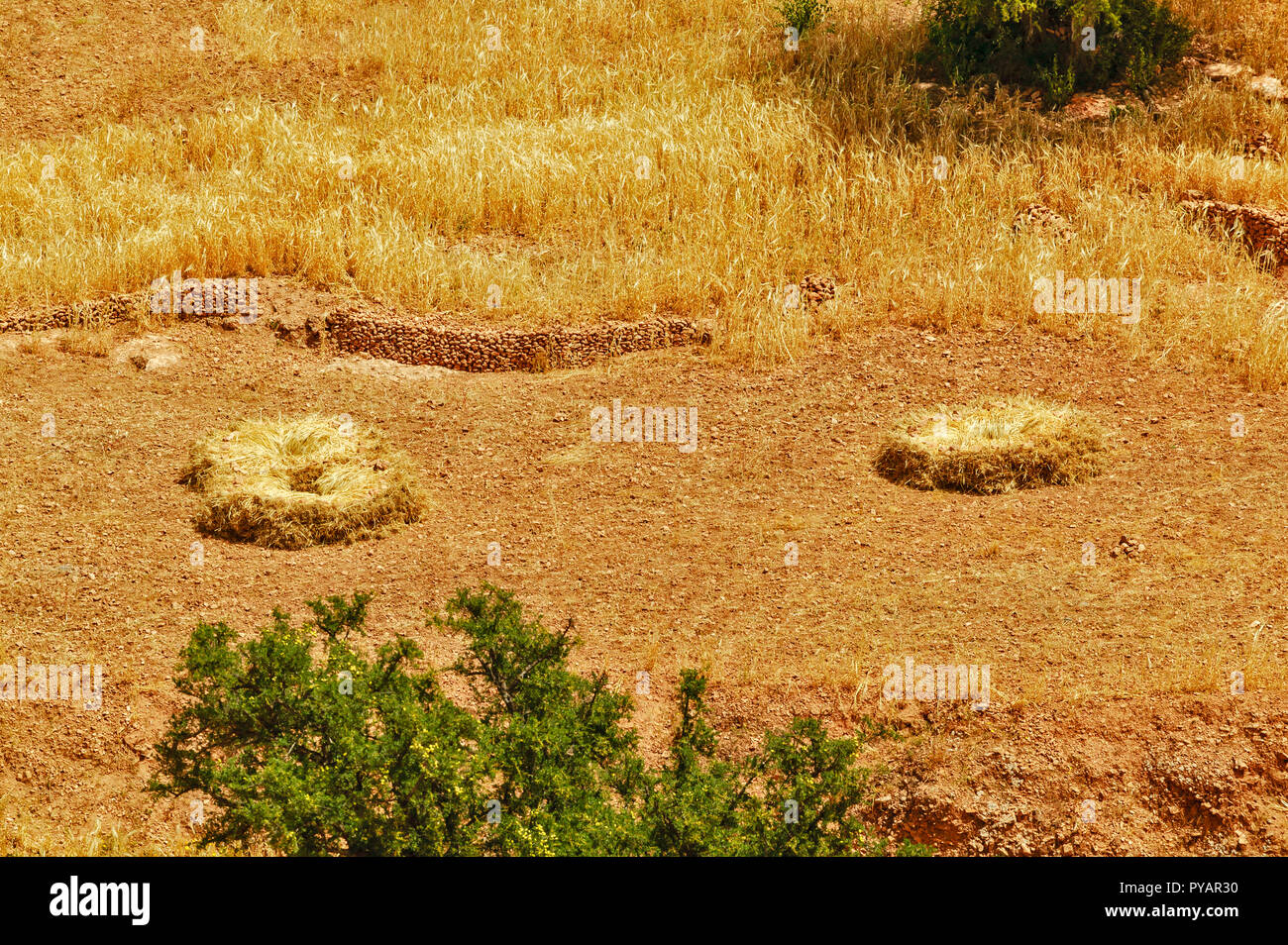 Il Marocco SOUS VALLEY frumento tagliati a mano e accatastati nel campo arido Foto Stock