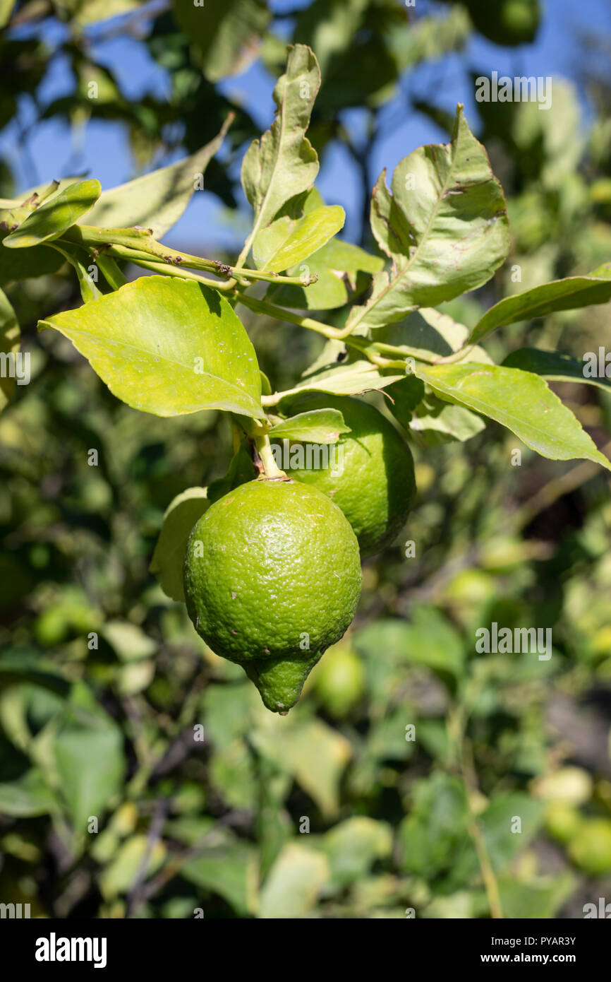 Lime Tree. Foto Stock