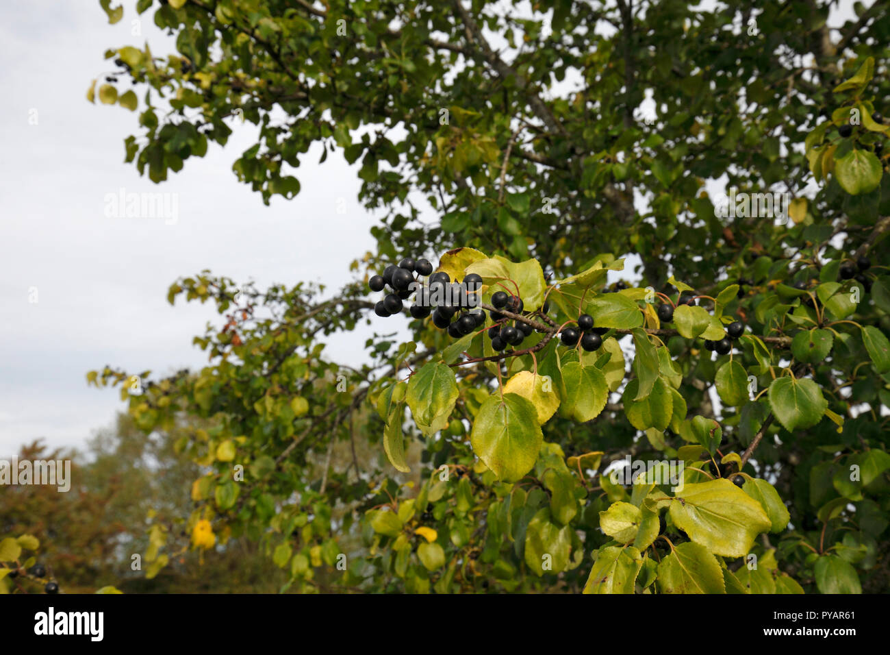 Lo spurgo frangola, comune frangola, frangola. Nome scientifico: Rhamnus cathartica Famiglia: Rhamnaceae. Nativo di albero del Regno Unito. La fruttificazione in autunno. Foto Stock