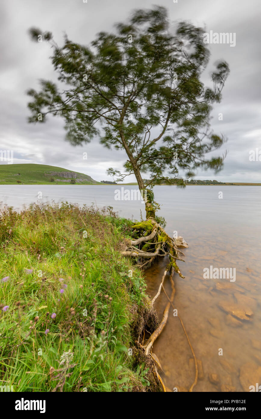 Soffiata dal vento albero esposta a Malham Tarn nel Yorkshire Dales National Park, North Yorkshire Foto Stock