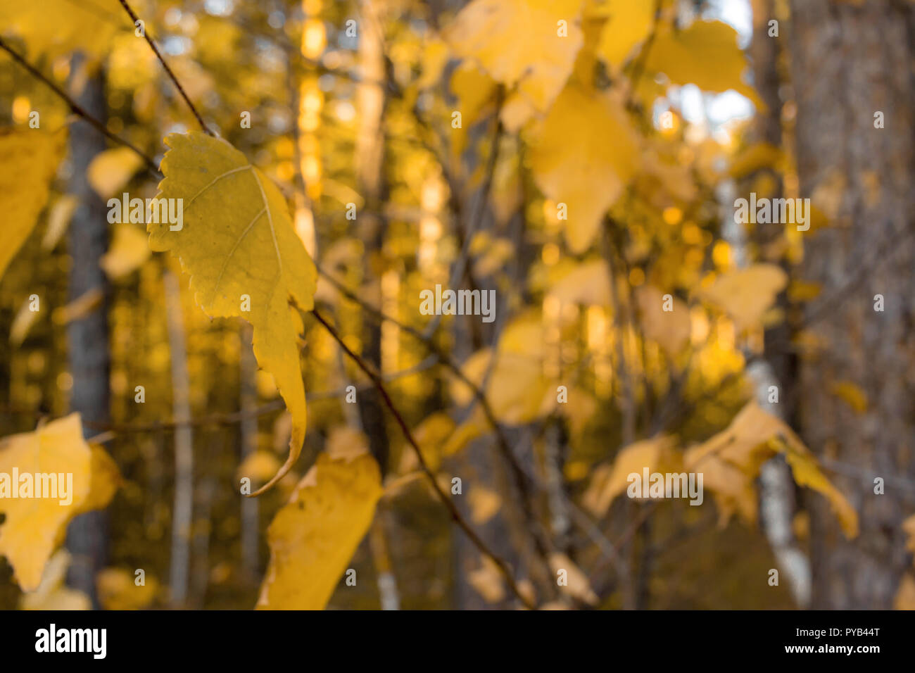 Foglie di giallo tree paesaggio. Composizione di autunno nella foresta. Foto Stock