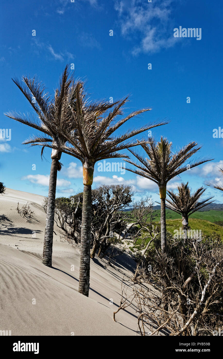 Nikau palme su una duna di sabbia, Golden Bay, Nuova Zelanda Foto Stock