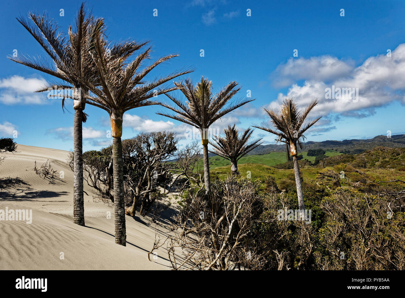 Nikau palme su una duna di sabbia, Golden Bay, Nuova Zelanda Foto Stock