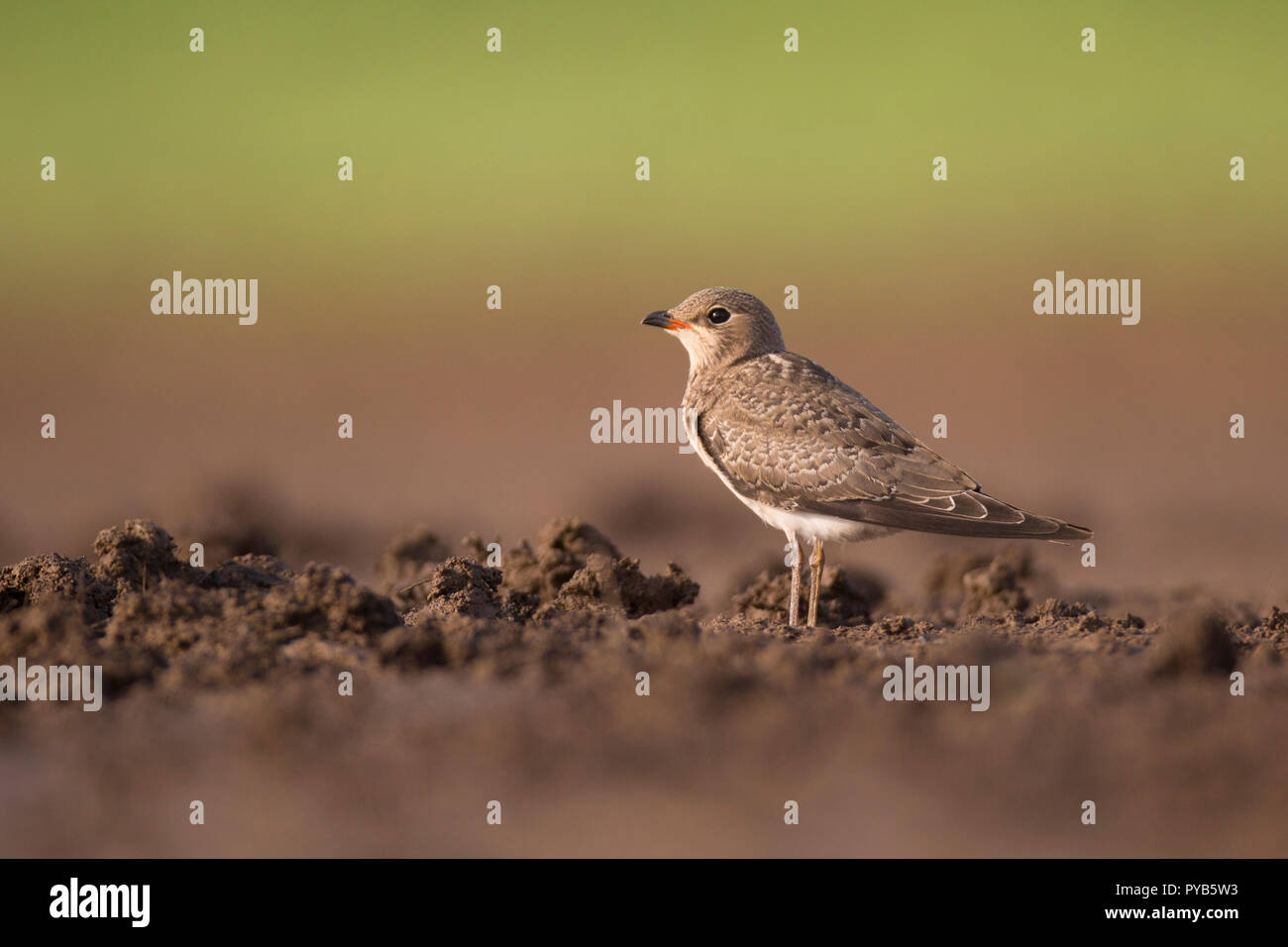 Il black-winged pratincole (Glareola nordmanni) è un wader in pratincole bird family, fotografato in Israele nel mese di settembre Foto Stock