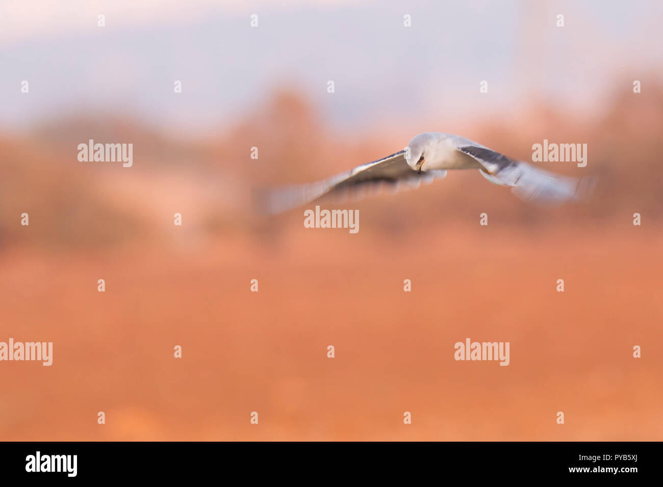 Black-winged Kite (Elanus caeruleus) in volo. Chiamato anche il nero-kite con spallamento, questo uccello-di-preda si trova in Africa sub-sahariana e un tropicale Foto Stock