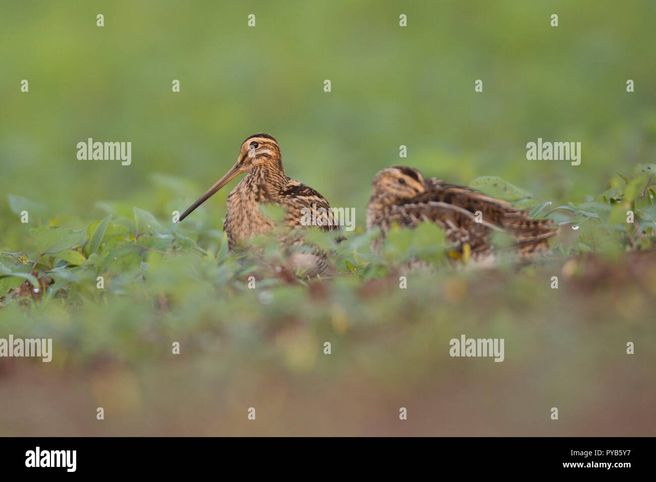 Beccaccino (Gallinago gallinago), un shorebird trovati in tutta l'America del Nord, l'Eurasia e Nord Africa. Esso ha il rettilineo più lungo bill di tutti shore Foto Stock