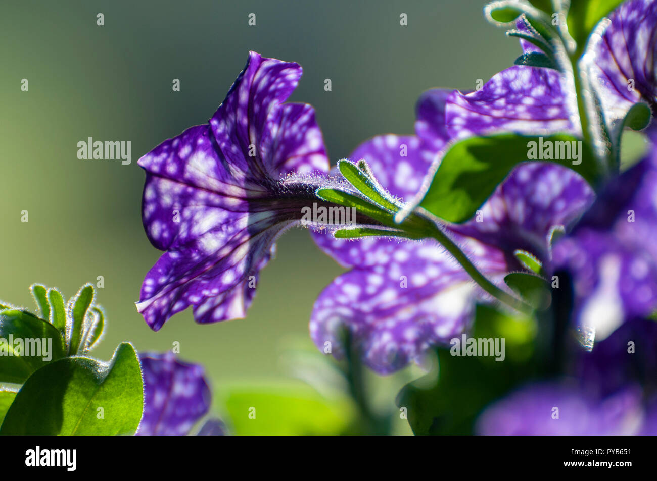 Close up di un singolo viola fiore di petunia con macchie bianche noto come Cielo notturno Foto Stock
