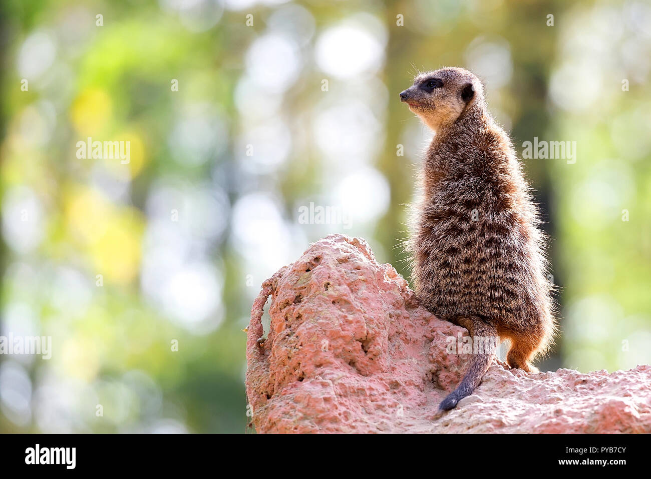 Meerkat nel selvaggio Foto Stock