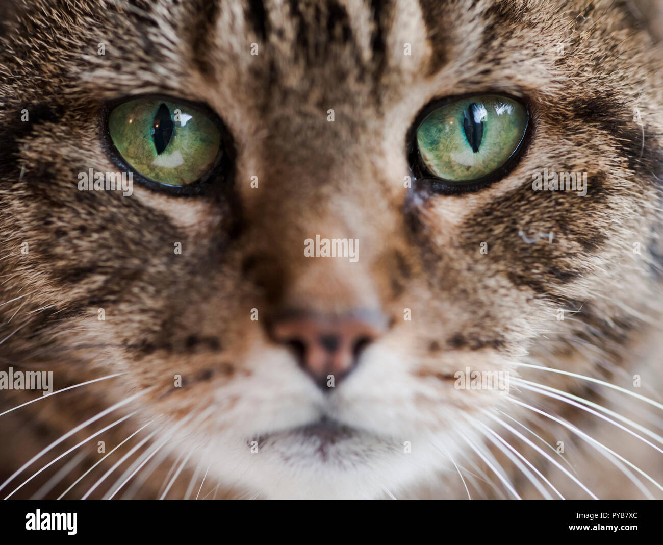 Occhio per occhio con un addomesticati tabby cat Foto Stock