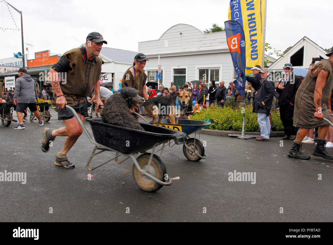 Hunterville, Nuova Zelanda - 27 Ottobre 2018 - Due pastori gara con i loro cani in carriole durante l annuale Shemozzle corsa a ostacoli che si svolge in questo piccolo borgo rurale. Questo evento annuale in cui i canini e pastori tackkle colate di fango, giro in carriole e trasportare i tori di testicoli, richiama migliaia di persone ogni anno in questa cittadina di meno di 500 persone. Immagine: Giordano Stolley Credito: Giordano Stolley/Alamy Live News Foto Stock