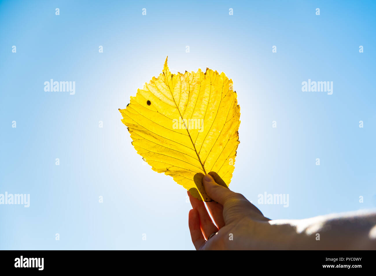 Estate Indiana concetto: autunno del sole che splende attraverso yellow leaf. Mano azienda fading photogrpahed foglia contro il sole Foto Stock