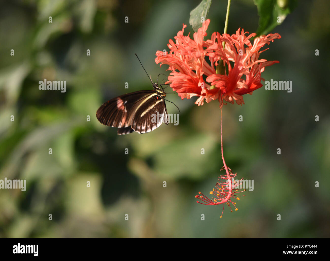 Red portalettere Butterfly su un rosso fiore tropicale Foto Stock