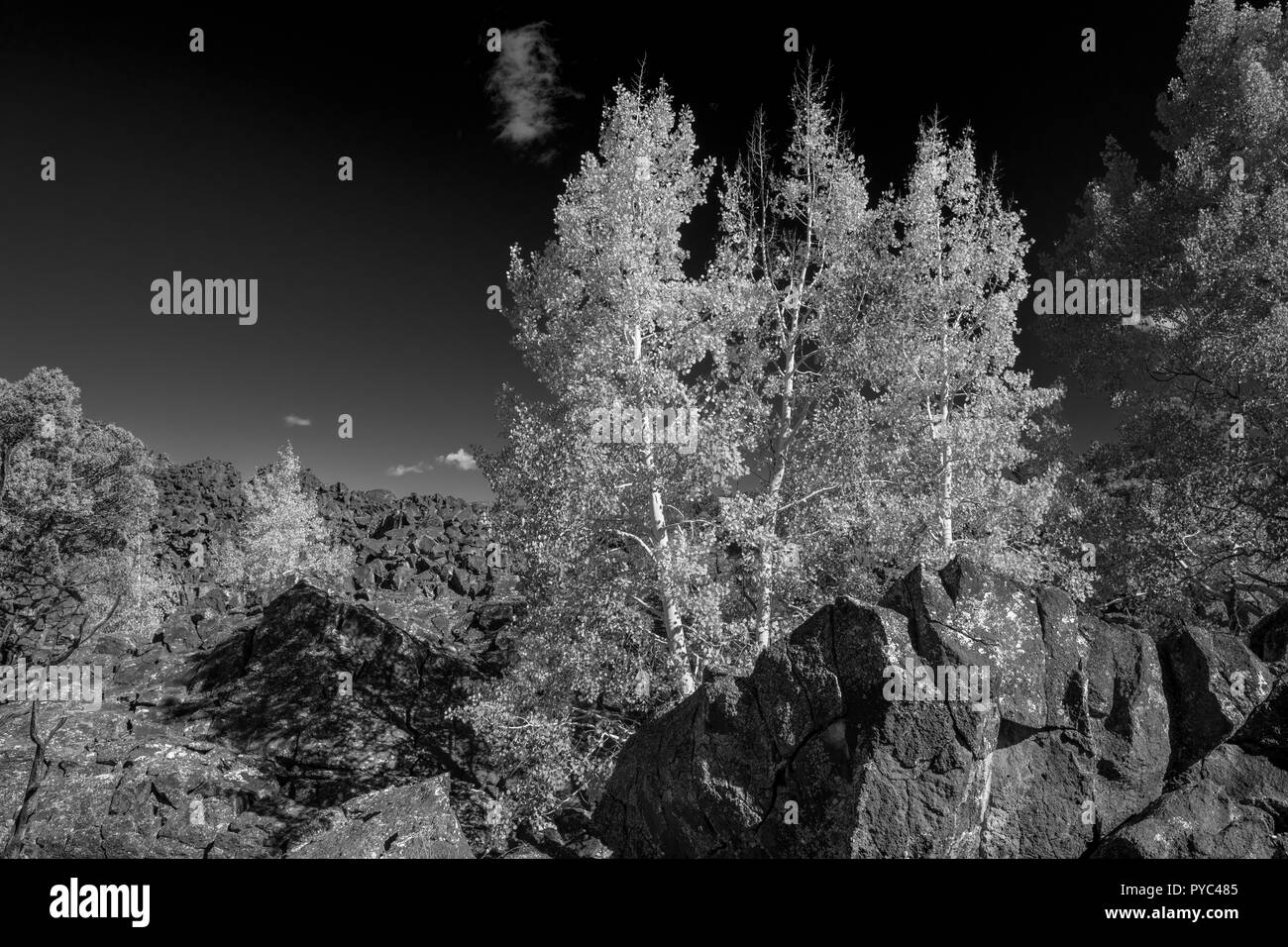 Modifica di Aspen crescendo in antica colata lavica Southern Utah Foto Stock